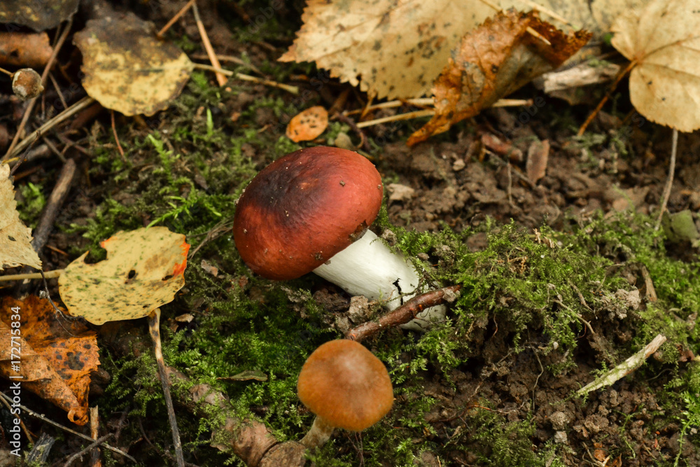 Mushroom russula on mossy ground in the forest Mushroom russula on mossy ground in the forest