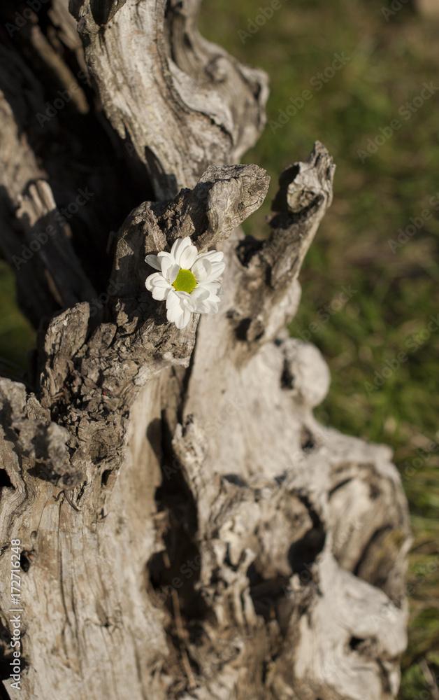 A white chrysanthemum in dry old wood A white chrysanthemum in dry old wood