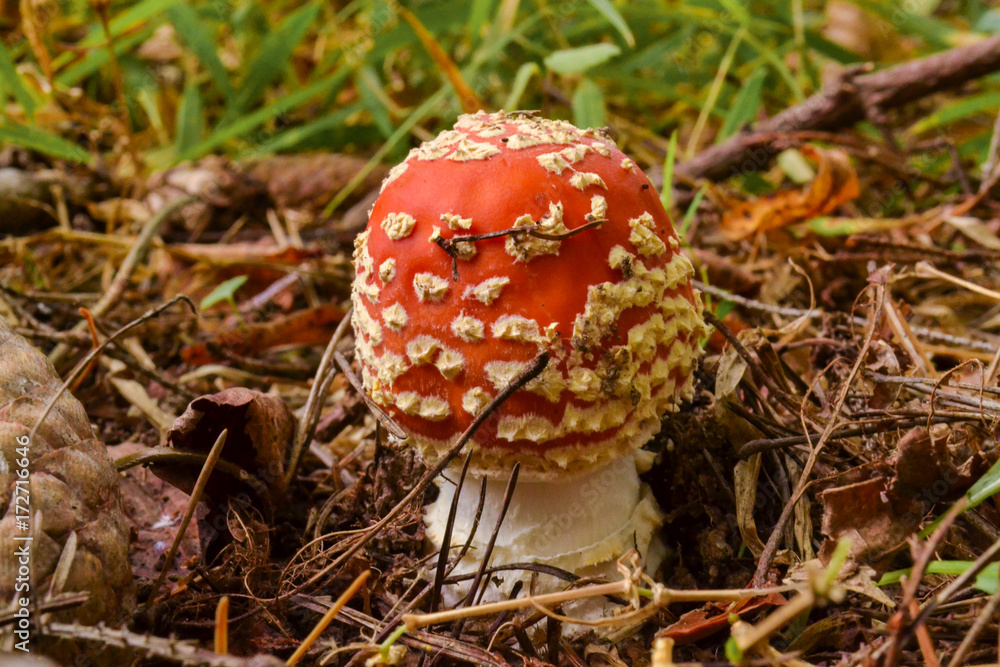 Amanita Muscaria, poisonous mushroom. Photo has been taken in the natural forest background. Amanita Muscaria, poisonous mushroom. Photo has been taken in the natural forest background.