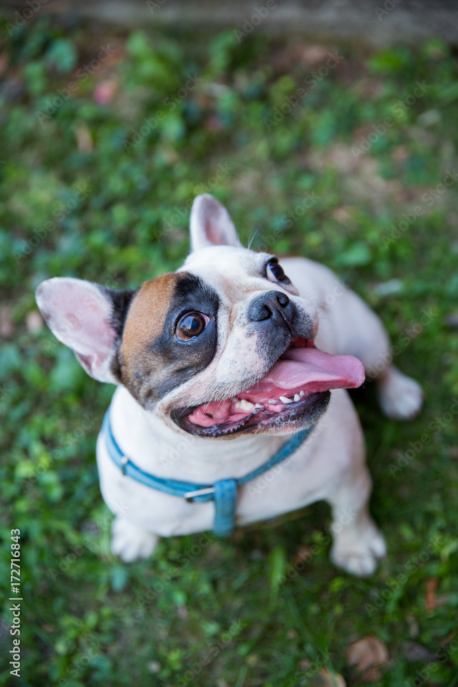 French bulldog / Young animal sitting down on the lawn and looking at the camera