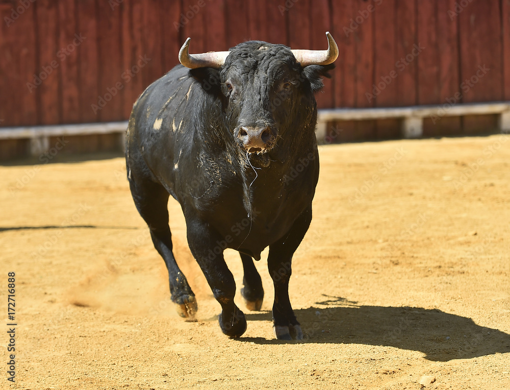 bull bull
