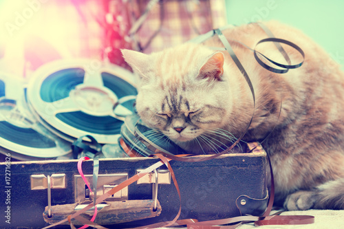 Fototapeta Naklejka Na Ścianę i Meble -  cat sleeping in a suitcase with music reels