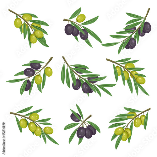 Foliage with dark and light olive branches