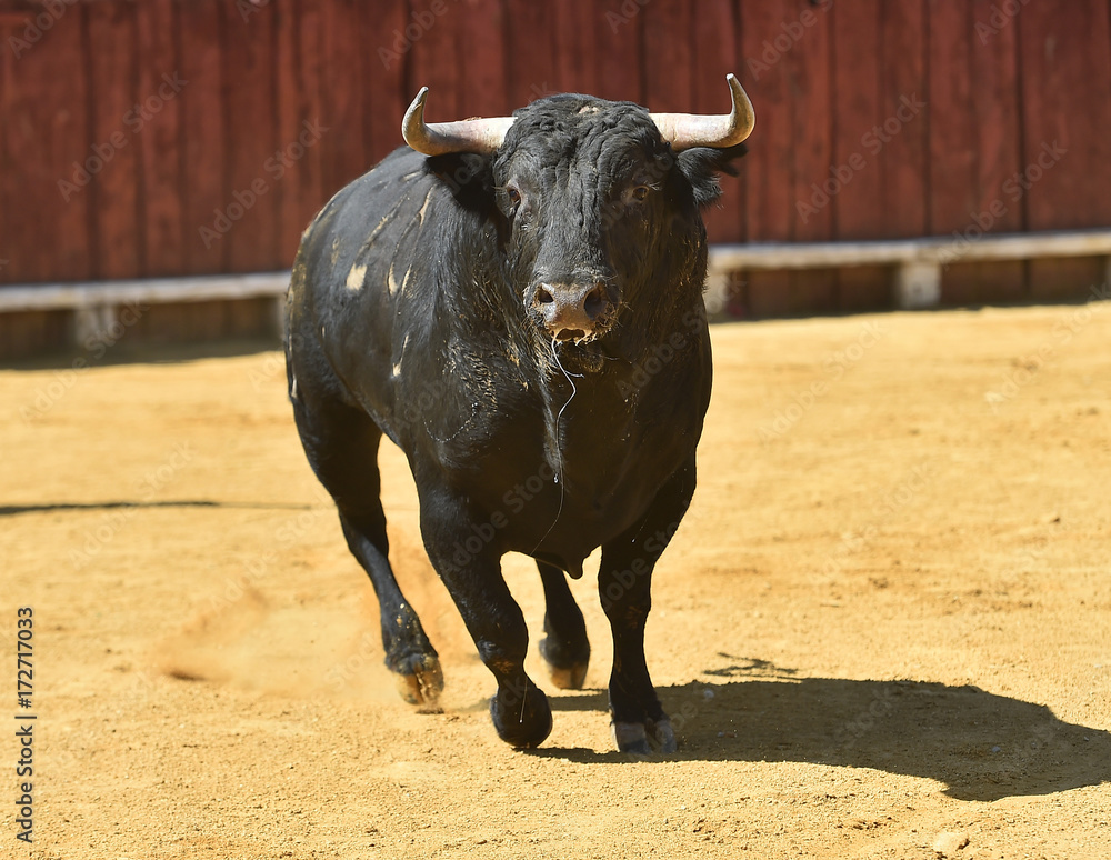 bull bull