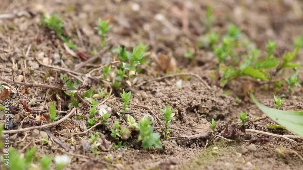 ants build anthill, closeup shot. Teamwork of ants. ants build anthill, closeup shot. Teamwork of ants.