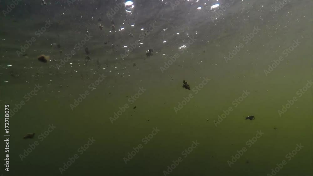 Fisch unter Wasser Fisch unter Wasser