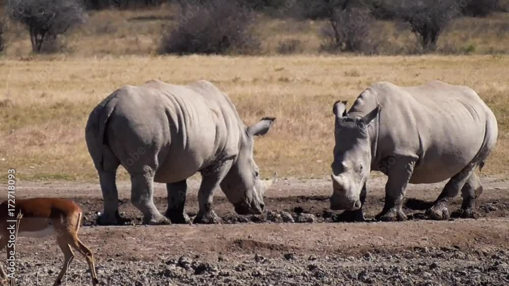 a group of rhinos in the rhino sanctuary in botswana a group of rhinos in the rhino sanctuary in botswana