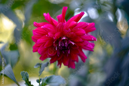 Fototapeta Naklejka Na Ścianę i Meble -  Red dahlia flower on a green background