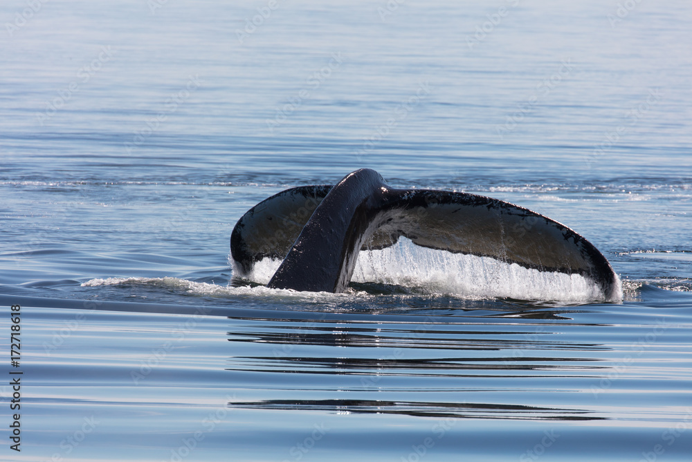 Fototapeta premium Humpback Whale Fluke