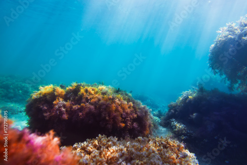 Fototapeta Naklejka Na Ścianę i Meble -  Sun rays and red seaweed on stones in underwater. Blue water in sea. Ocean flora