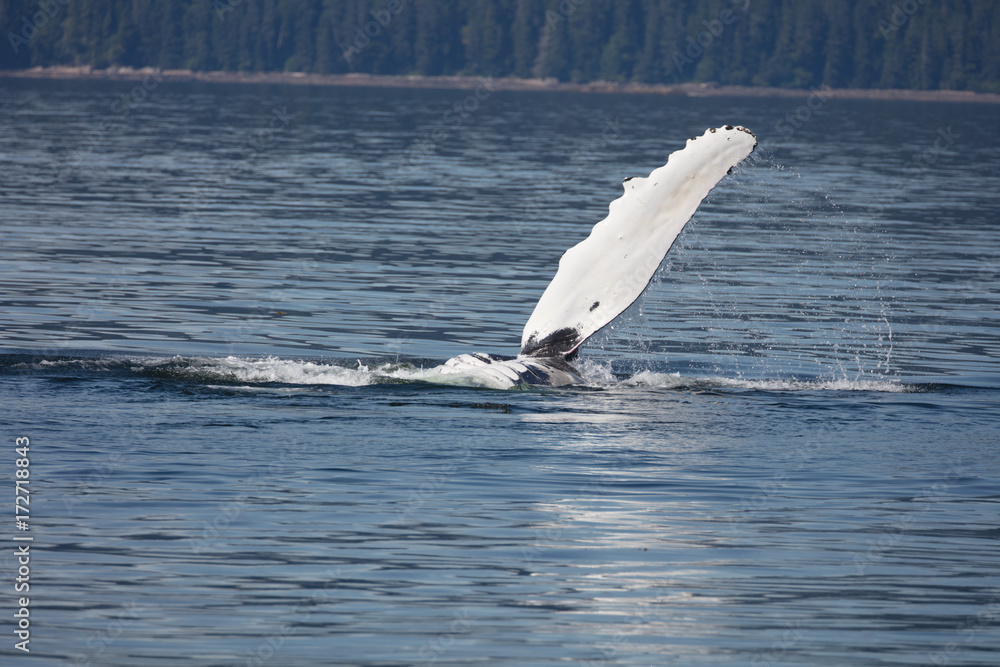 Fototapeta premium Humpback Whale