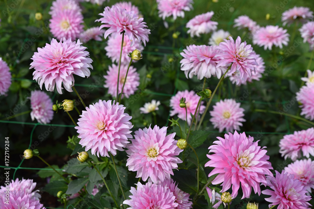 Dahlia rose en été au jardin Dahlia rose en été au jardin