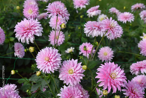 Dahlia rose en   t   au jardin