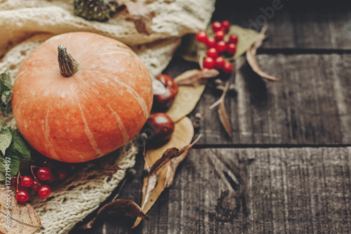 halloween or thanksgiving concept greeting card fall flat lay. beautiful pumpkin on knitted sweater with leaves on rustic wooden background, top view. space for text. cozy autumn mood. holiday