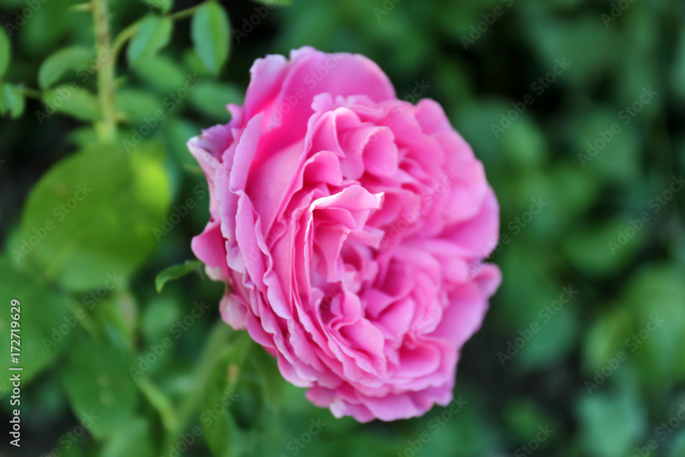 Beautiful flower in garden Beautiful flower in garden