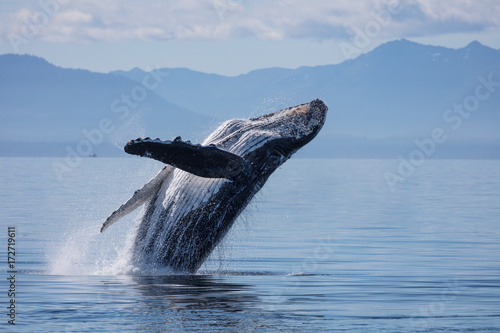 Humpback Whale © Drew
