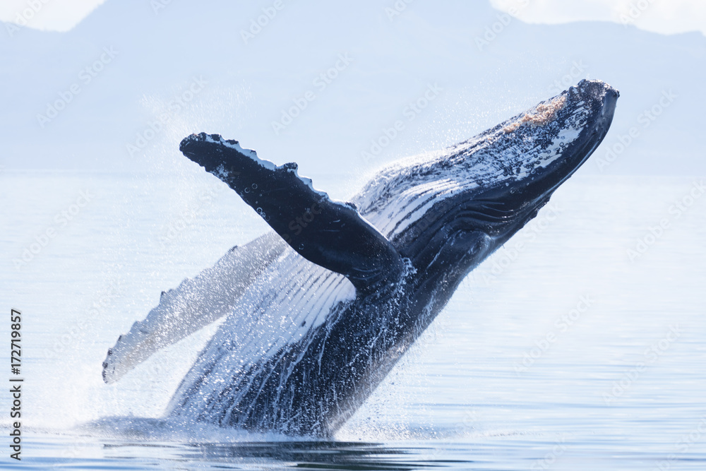 Fototapeta premium Humpback Whale