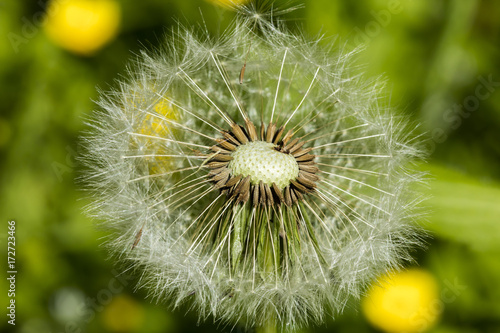 Detail on a seed head of a dandelion flower with blurred yellow flowers in the background