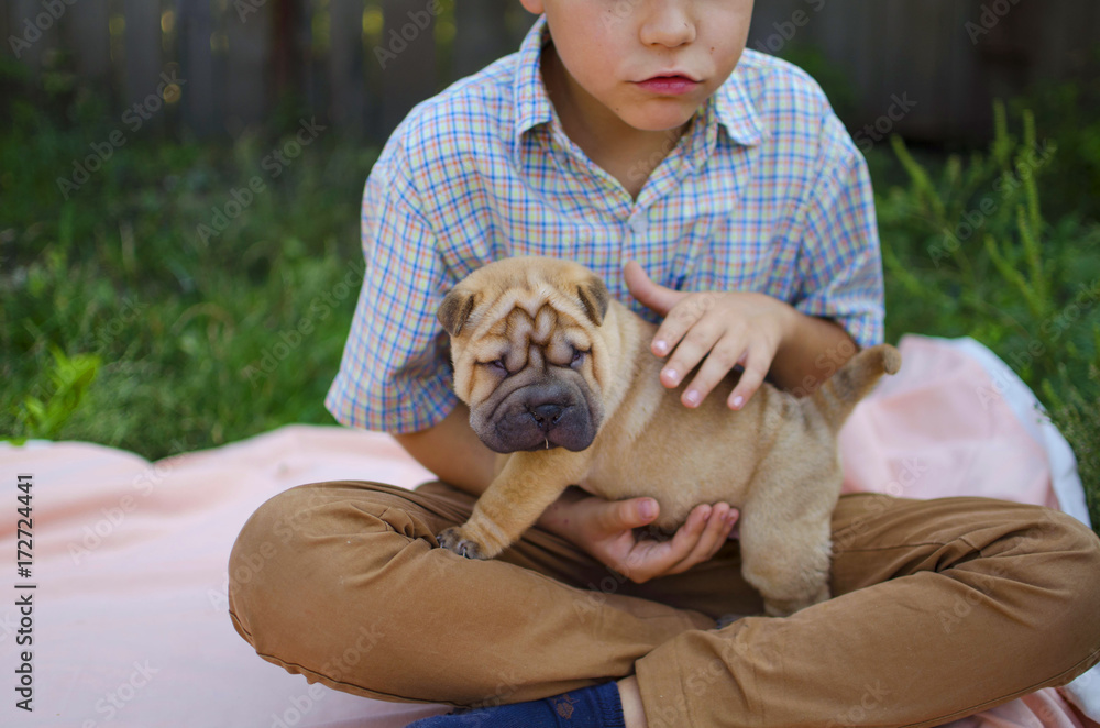 Shar pei good with kids best sale