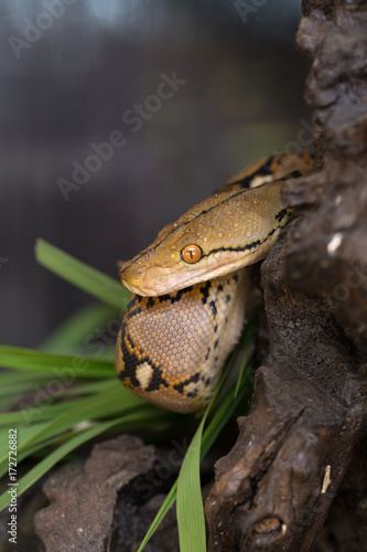 Boa portrait  Boa constrictor snake on tree branch