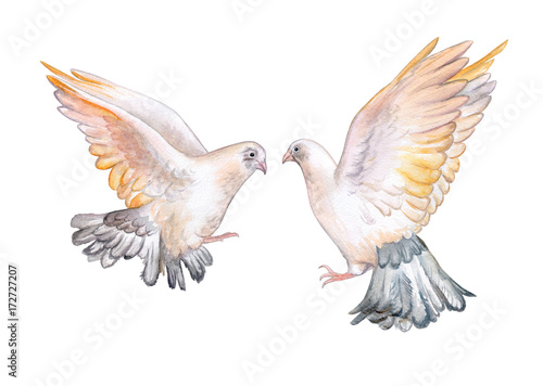 Pigeons isolated on white background. Doves. Two birds. Watercolor. Illustration. Template.