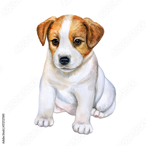 Fototapeta Naklejka Na Ścianę i Meble -  Puppy Jack Russell Terrier isolated on white background. Watercolor. Illustration. Picture