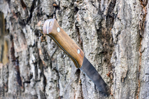 Fotografija Knife with a wooden handle stuck in the trunk of a tree.