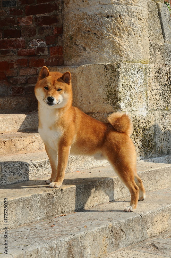 Fotografie Portrait of Shiba Dog
