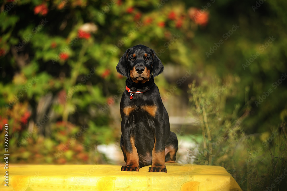 Φωτογραφία funny puppy Doberman with uncropped ears sitting on yellow tulle on the background of red viburnum