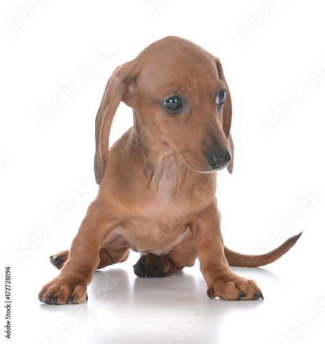 adorable female dachshund puppy