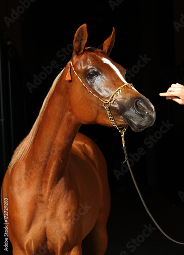 Portrait of an Arab horse, with jewellery in the bridle stuff photo