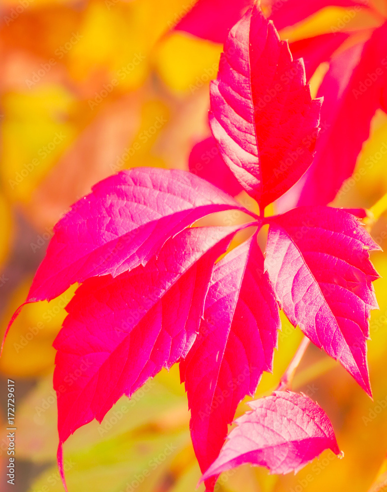 Colorful Autumn Leaves