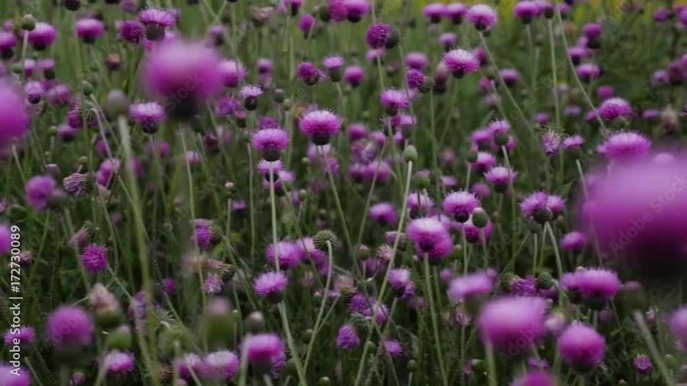 Purple flowers field at the summer Purple flowers field at the summer