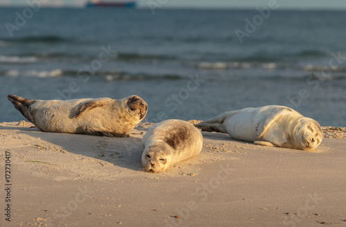 three Harbour seals, Phoca vitulina, resting on the beach. Early morning at Grenen, Denmark