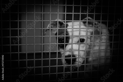 chien abandonné en refuge