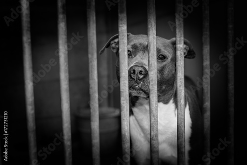 chien abandonné en refuge