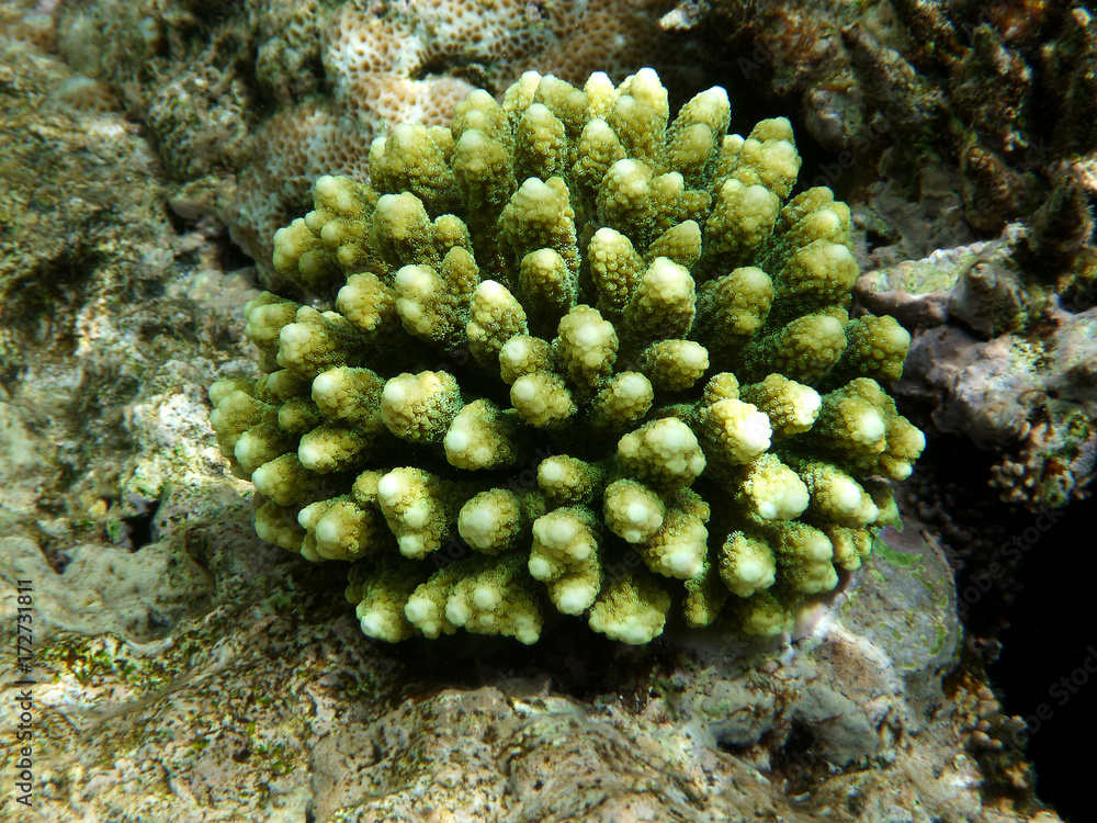 Fototapeta premium Close-up of Yellow coral under water in red sea