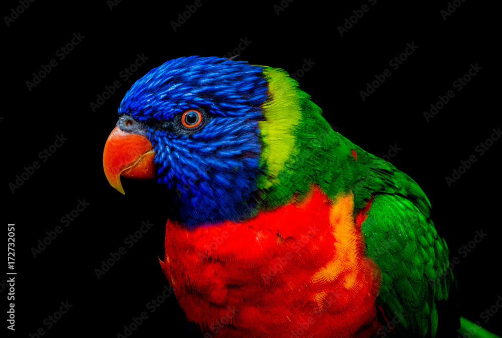Rainbow lorikeet portrait