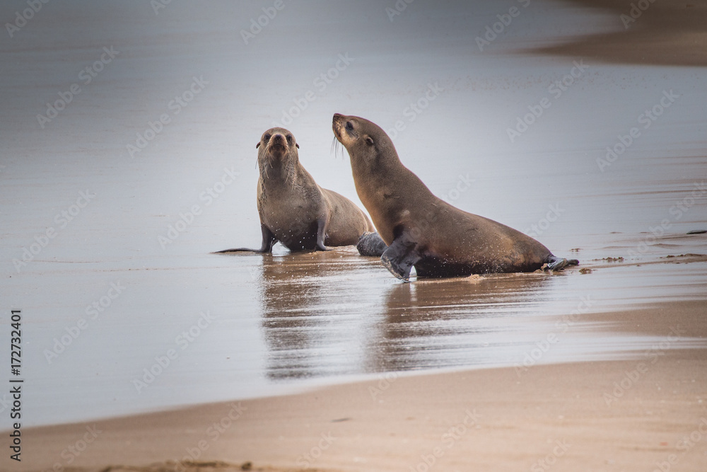 Fototapeta premium sea lion (Eumetopias jubatus) 