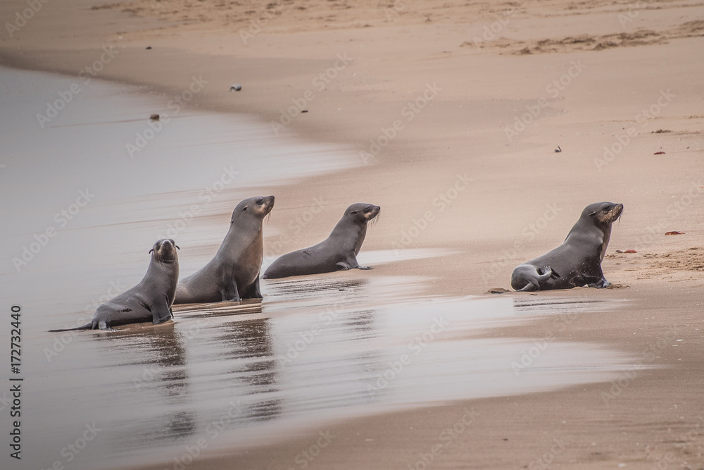 Fototapeta premium sea lion (Eumetopias jubatus) 