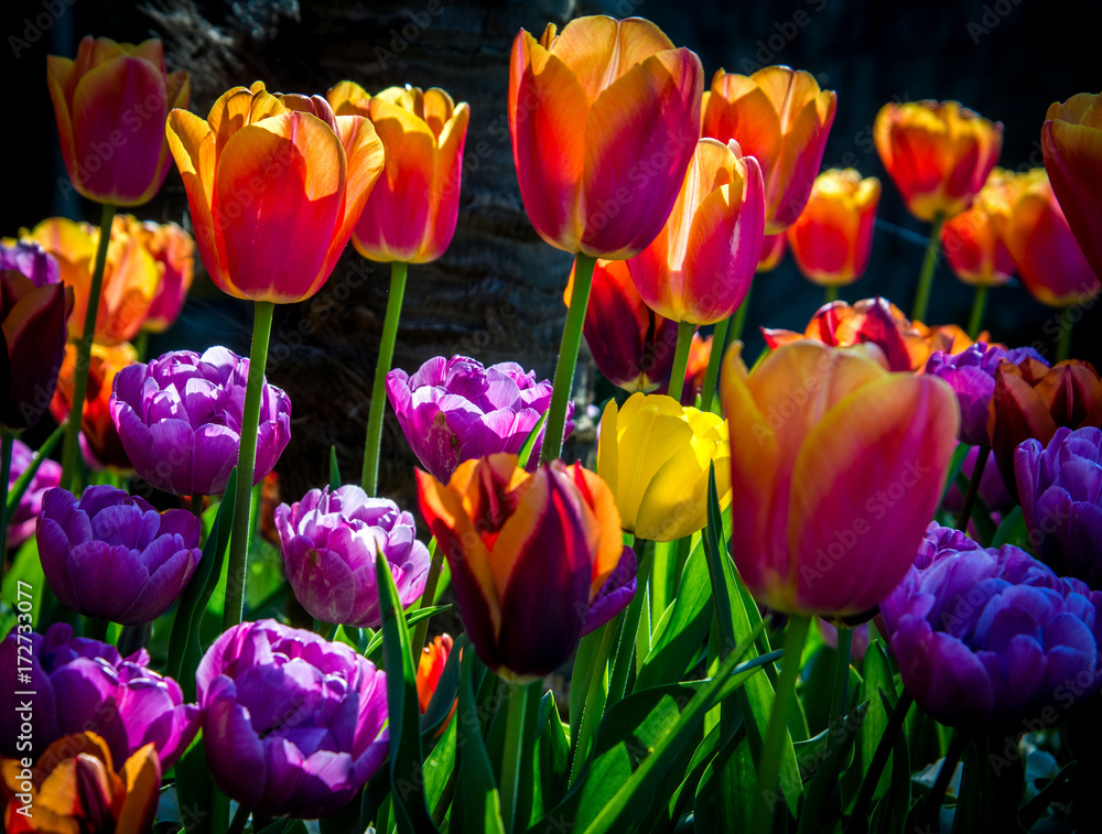 Tulips in the sun Tulips in the sun