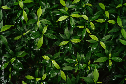 Wallpaper Mural Leaves after rain Torontodigital.ca