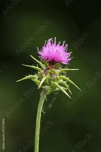 Fototapeta Naklejka Na Ścianę i Meble -  Mariendiestel