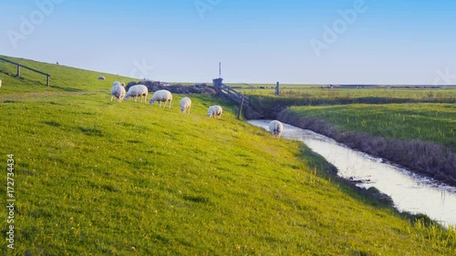 organic farming sheep maintain strength Dutch sea dike photo