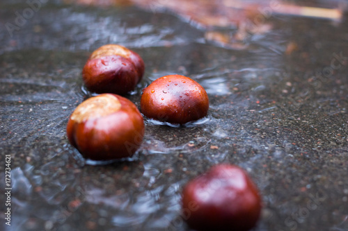 Wet brown chestnuts in autumnal rain forest on asphalt road © Vera Verano
