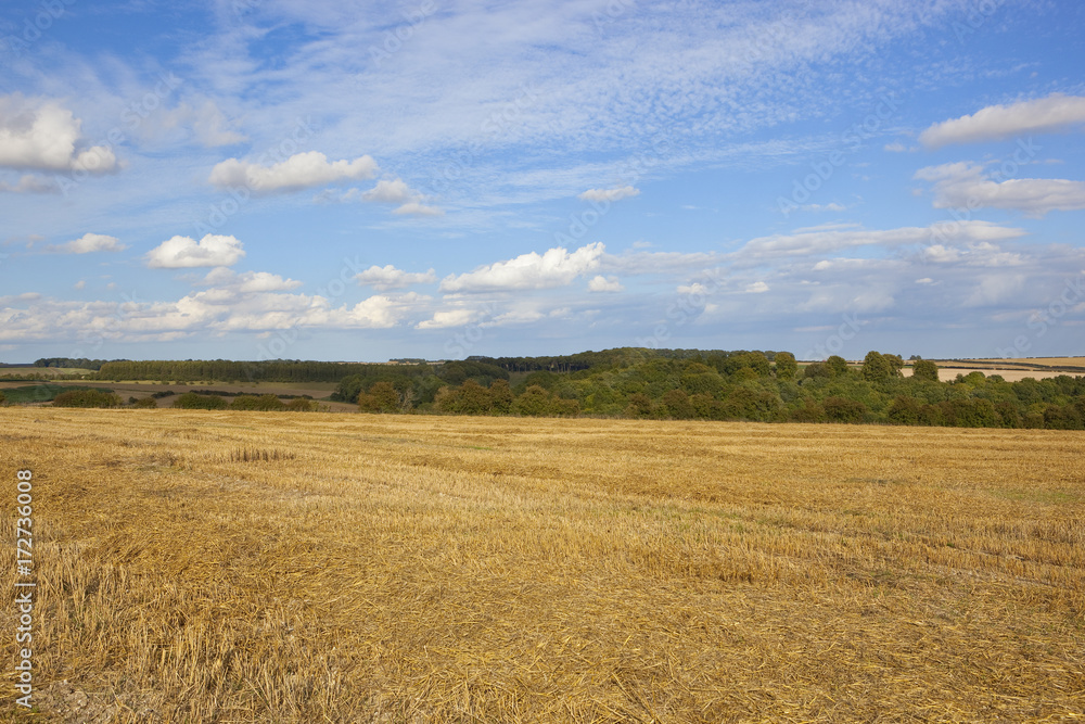 woodland and harvested wheat