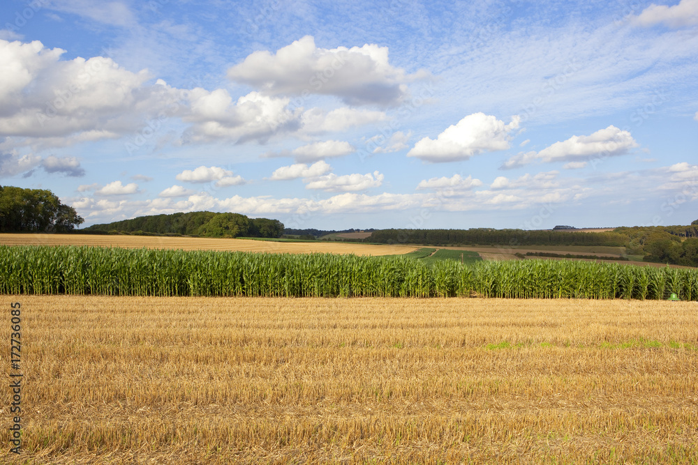 maize crop and wheat stubble