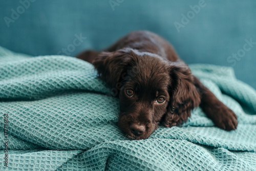 Adorable puppy resting on the sofa at home photo