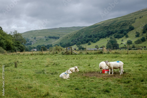 Group of sheep in the Yorkshire Dales, near Buckden, England.