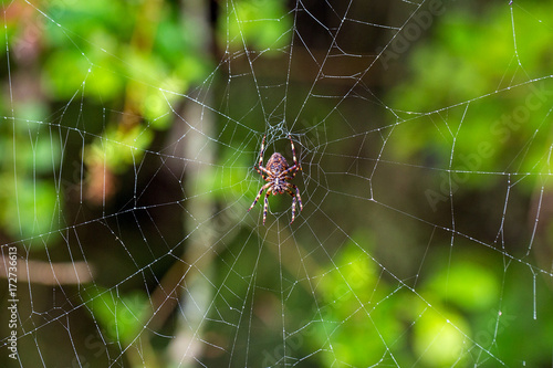 spider sitting on a cobweb